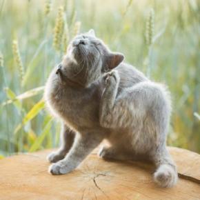 猫の体に『白い粉』が現れる原因5つ 病気の可能性も?予防法まで解説