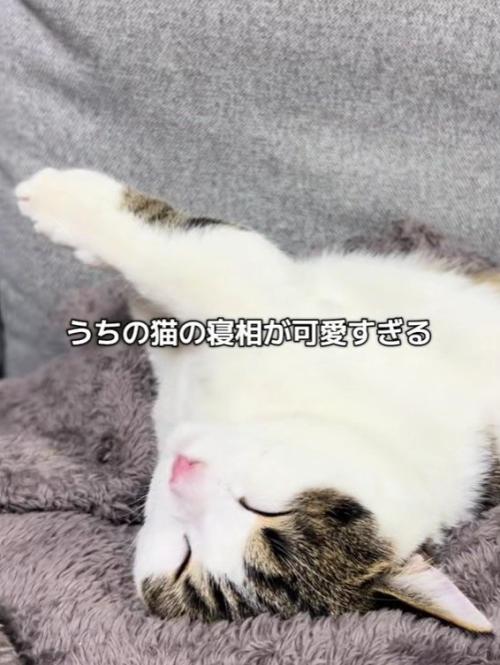 眠る猫