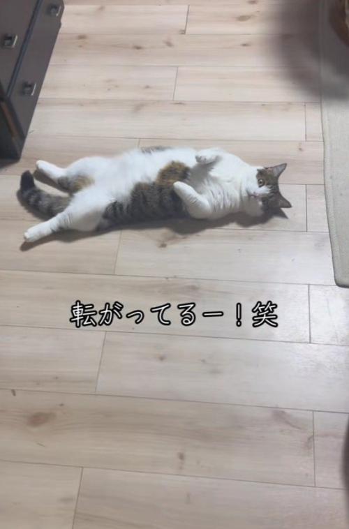 転がっている猫