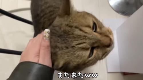 また来た