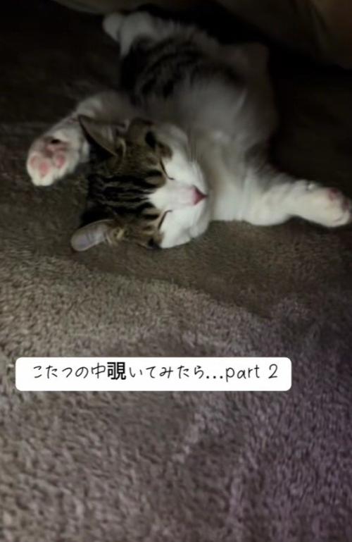 こたつで寝る猫