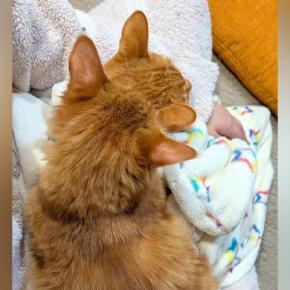 2匹のネコに『ヒザの上争奪戦』をされた結果…絶対に動けない『まさかの状態』が250万表示「増量キャンペーン中ですか」「愛情がすごい」