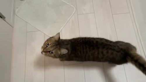 見上げてニャー