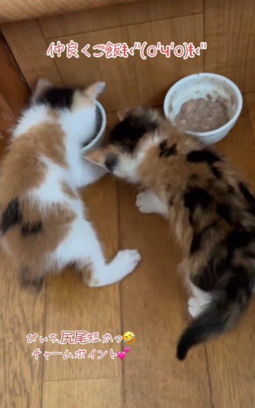 2匹並んで食事をしている子猫