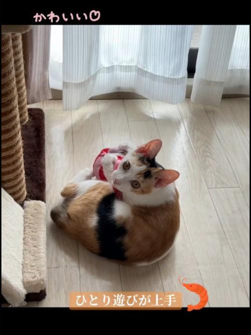 けりぐるみで遊んでいる子猫