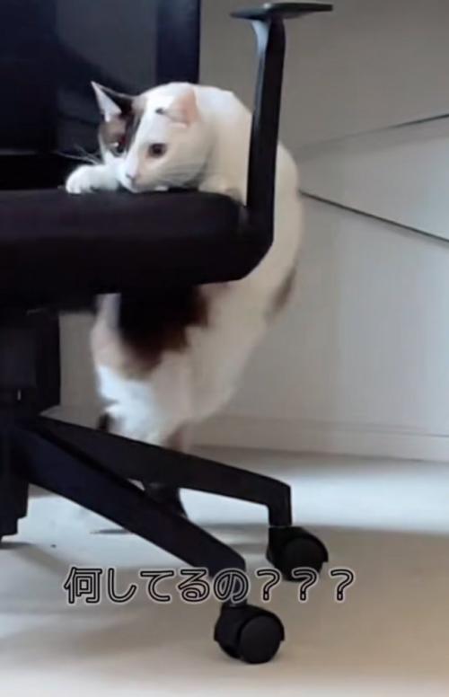 椅子を回す猫2