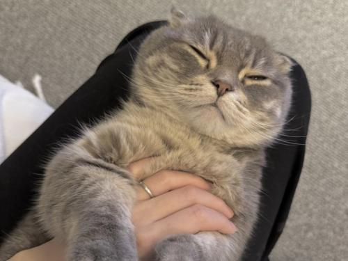 飼い主の膝の上で眠るマンチカン