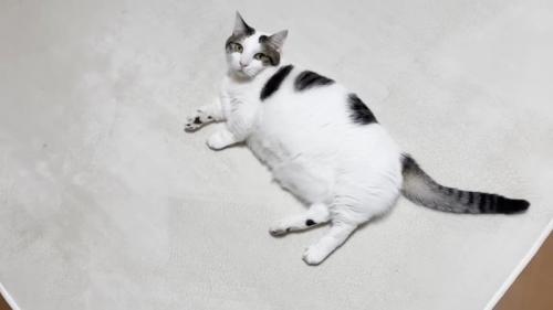 白いラグの上に寝転んだ猫ちゃん