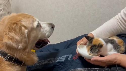 ご飯を食べる子猫を見守る大型犬