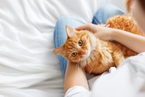 膝に乗る茶猫