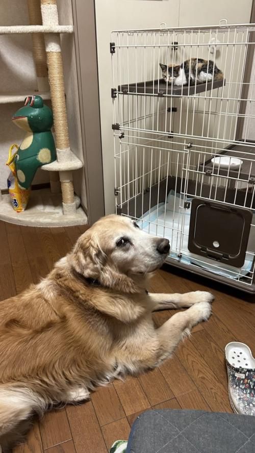 ケージの子猫を見守る大型犬