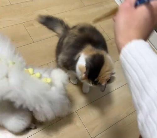 床を見る犬と猫