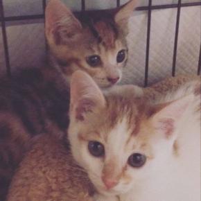 『ずっとかわえええ』保護した2匹の子猫→成長した現在の様子が…尊いビフォーアフターに2万いいね「大きくなってからが本番」「とても良い」