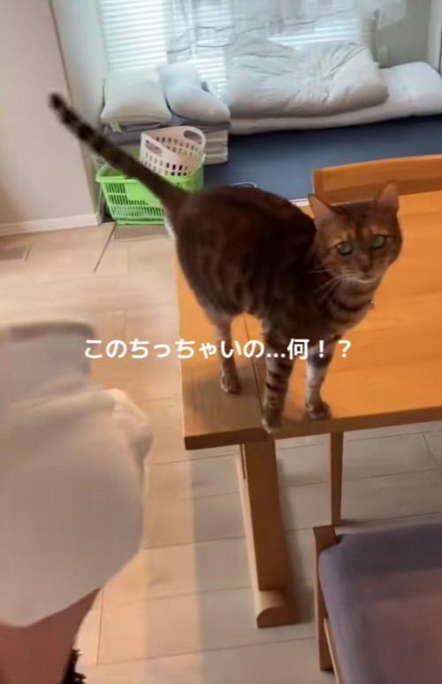 赤ちゃんを抱っこした女性と猫