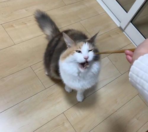 おいしそうに食べる猫