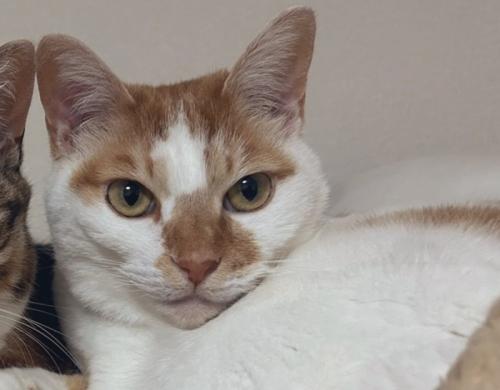 こちらを見つめる猫