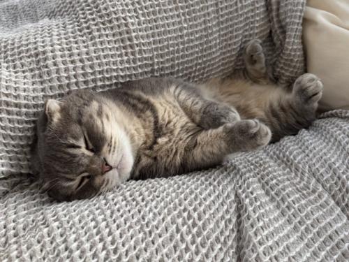 ベッドに寝転ぶマンチカン