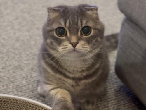 お手をするマンチカン