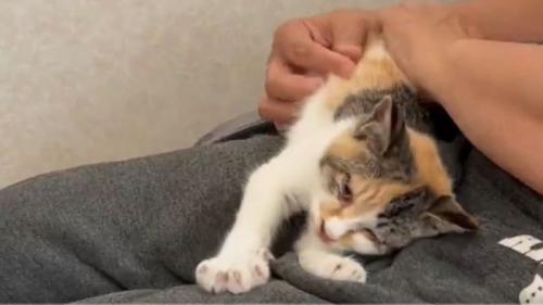 人の膝の上で甘える子猫