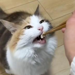 猫にごはんをあげていたら、『隣にいた犬』が…思いがけない展開が13万再生「早くて笑った」「上手すぎてしんどいw」と爆笑の声