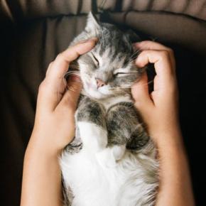 猫に『赤ちゃん言葉』で話しかけるメリット3つ 取り入れたい理由や効果的に使うコツ