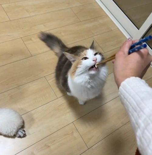 お箸からごはんを食べようとする猫