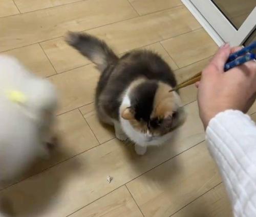 猫と猛ダッシュで近づく犬