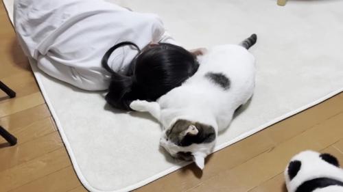 人の頭にお腹を添わせて横たわる猫ちゃん
