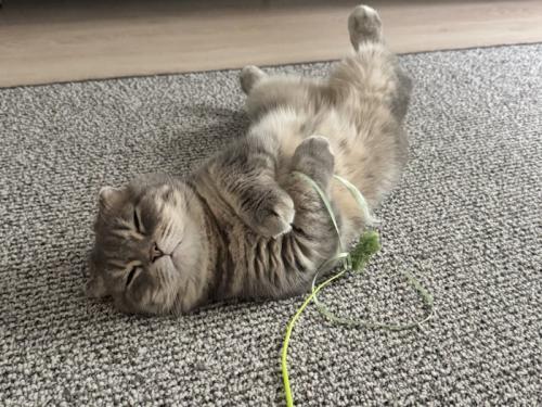 おもちゃを握ったまま寝るマンチカン