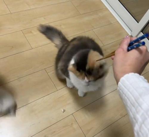 床に落ちた食べ物を見る猫