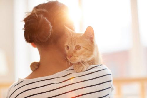 飼い主さんにへばりつく猫