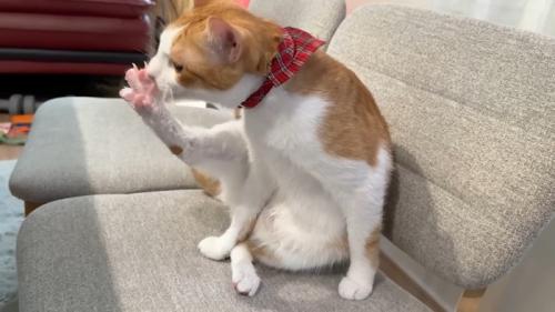 毛づくろい