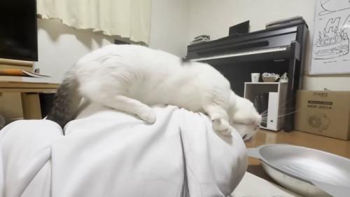 娘さんの肩のあたりに頭を預ける猫ちゃん（スリスリ中）