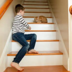 猫が撫でられそうになると逃げる心理5つ 距離を縮めるコツから配慮すべきことまで