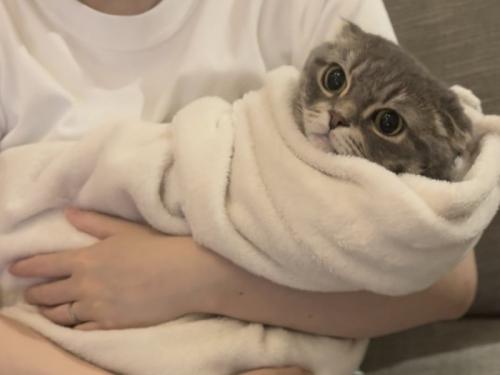 タオルにくるまれるマンチカン