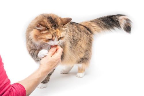 人の手のにおいを嗅ぐ子猫