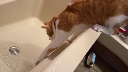 前足を伸ばして