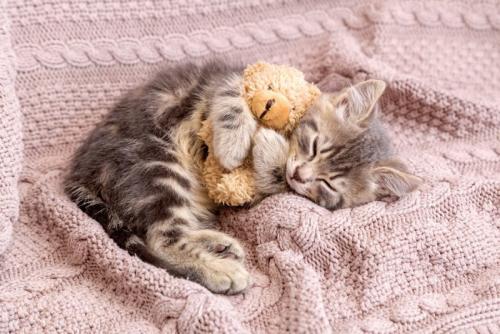 セーターの上で眠る子猫