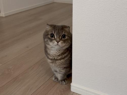 じっと見つめて待っているマンチカン