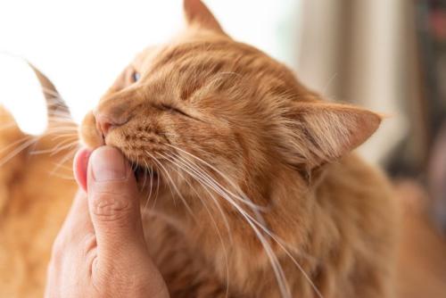 人の手を舐める猫