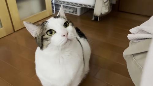猫ちゃんのアップ画像（右端にしゃがみ込んだママさんの腰）