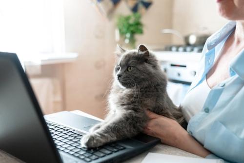 仕事しながら猫を膝にのせる