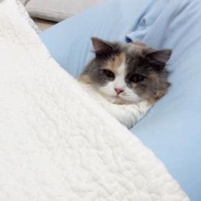 『クッションでくつろいでいた子猫』にキルトケットをかけたら…15分後の『まさかの光景』が27万再生「可愛すぎるw」「幸せそう」と話題