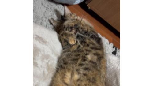 寝ている猫