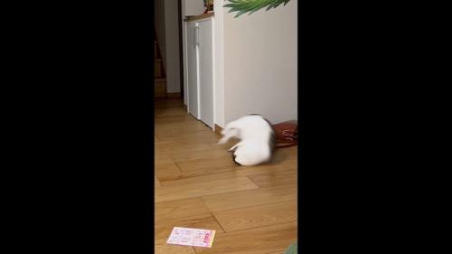 さらに後ろ足が上がって回転