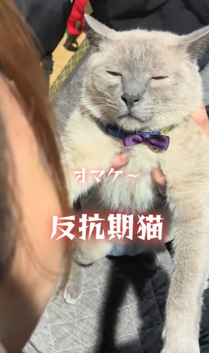 目を閉じかける猫