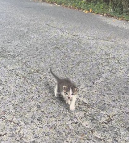 駆け寄る子猫