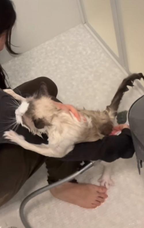 腕にしがみつく猫