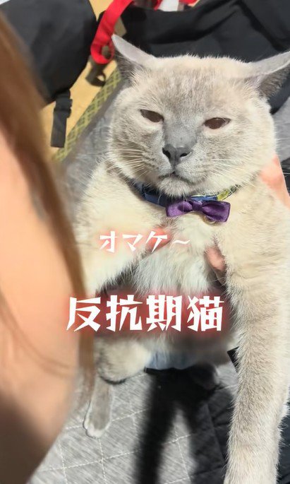 目の焦点が合わない猫