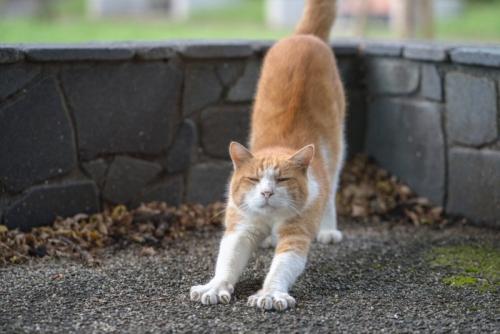 伸びをして歩き出す猫